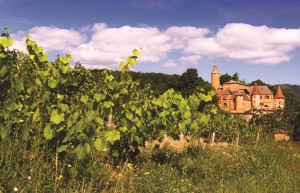 Closeup image of vineyards in the region of Beaujolais, France. A chateau is seen on the background.