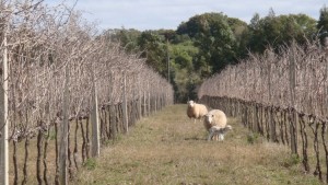 campos_de_cima_-_vinhedos