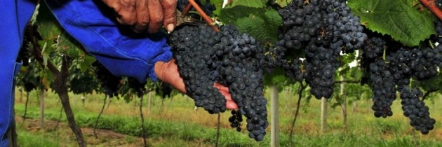 Na Serra, o centro nervoso da vinicultura gaúcha