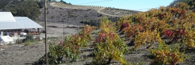 Paso Robles, região de bons vinhos na Califórnia