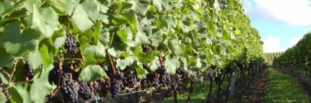 Histórias sobre a história do vinho na Serra Gaúcha (parte 2)