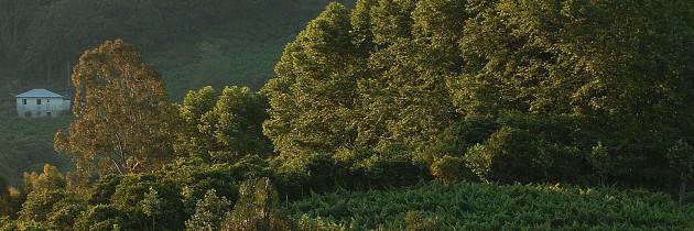 Adega